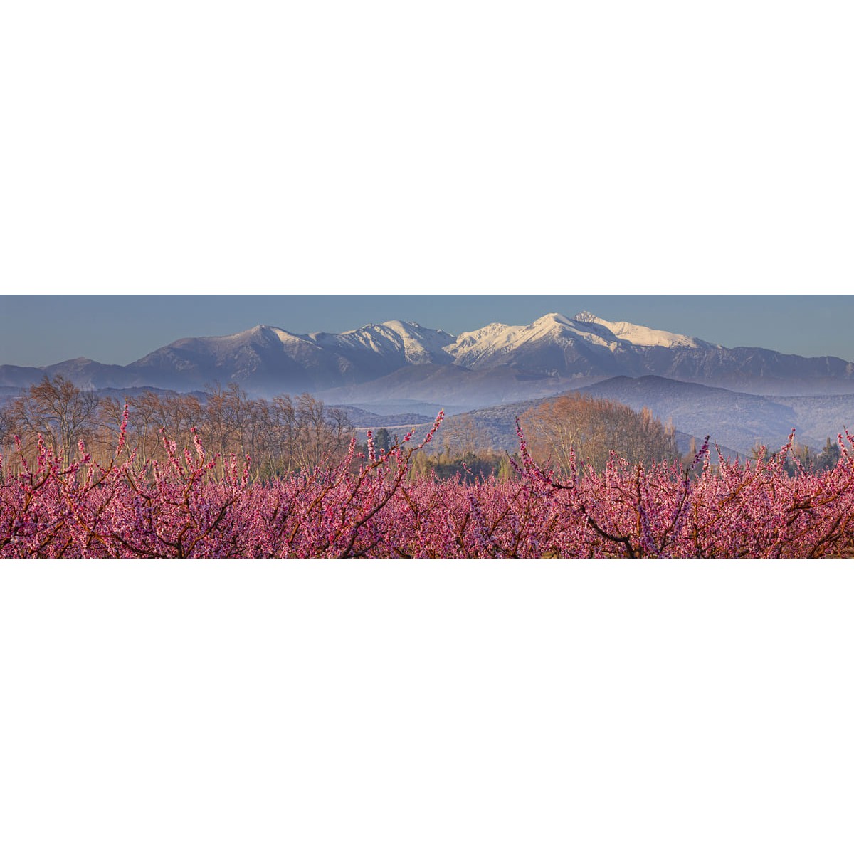 Tableau Mural Le Canigou Eneigé MONTAGNE tableaux sur toile-multicolore, CEANOTHE