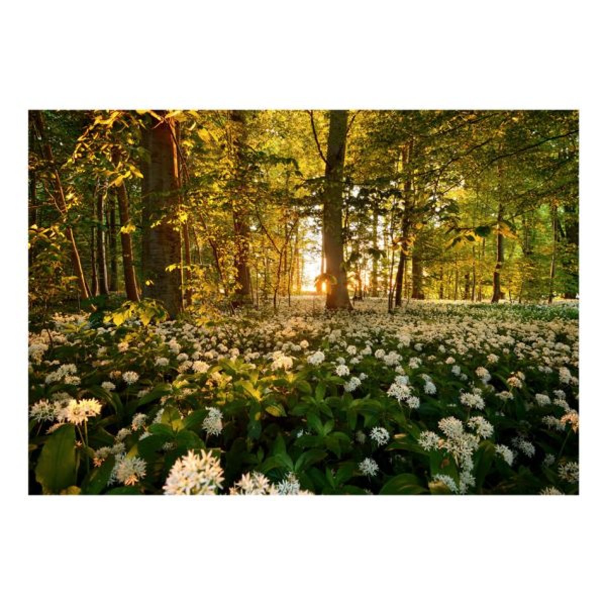 Papier peint intissé panoramique Paysage Forest flora blanc, EDEN