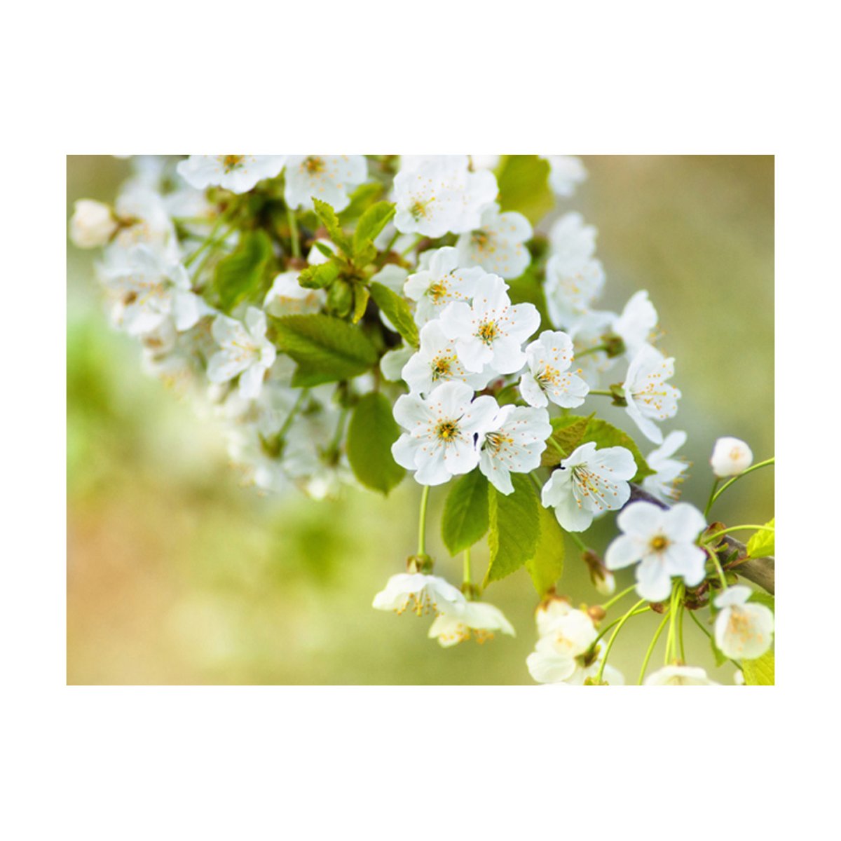 Papier peint intissé panoramique Fleurs Fleurs de cerisier délicates multicouleur, EDEN