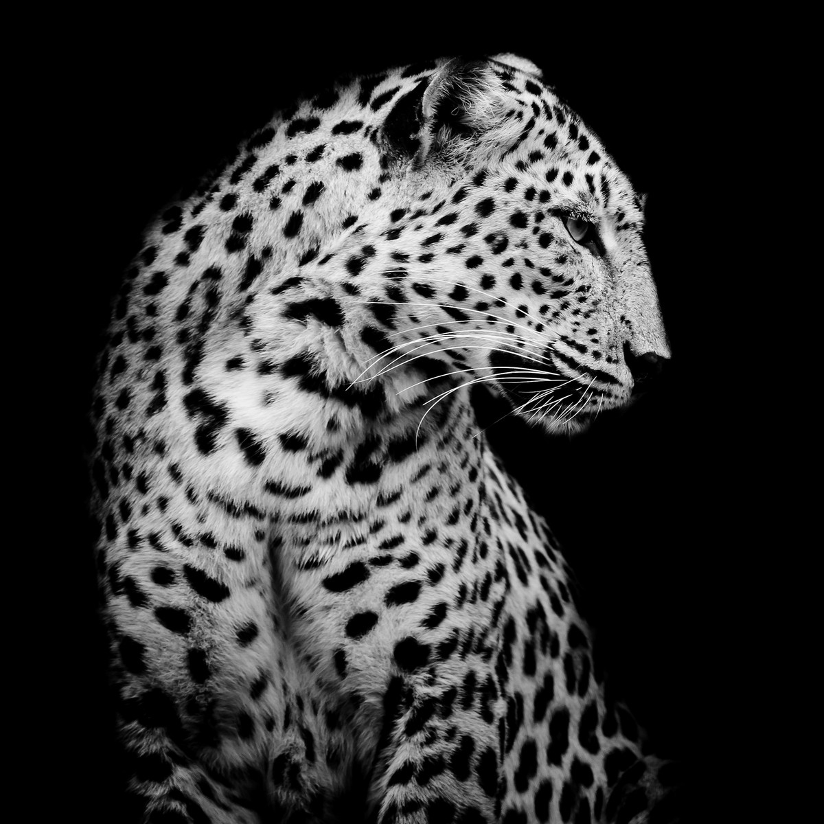 Tableau Sur Toile Guépard Distrait ANIMAUX tableaux sur toile-noir & blanc, CEANOTHE