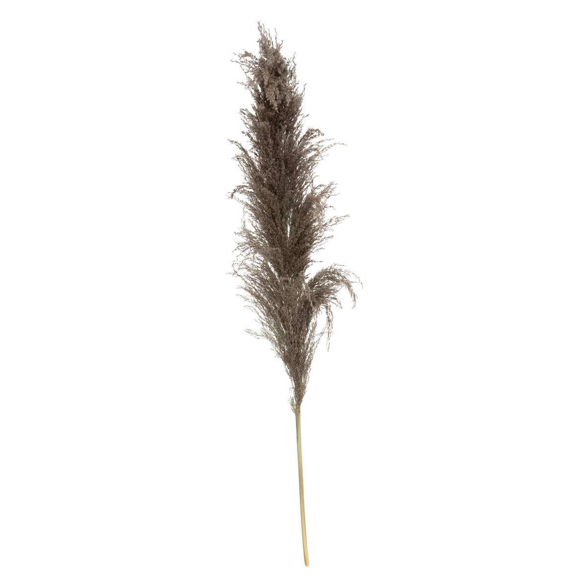Set de 3 fleurs séchées PAMPA BRUNE marron, ATMOSPHERA