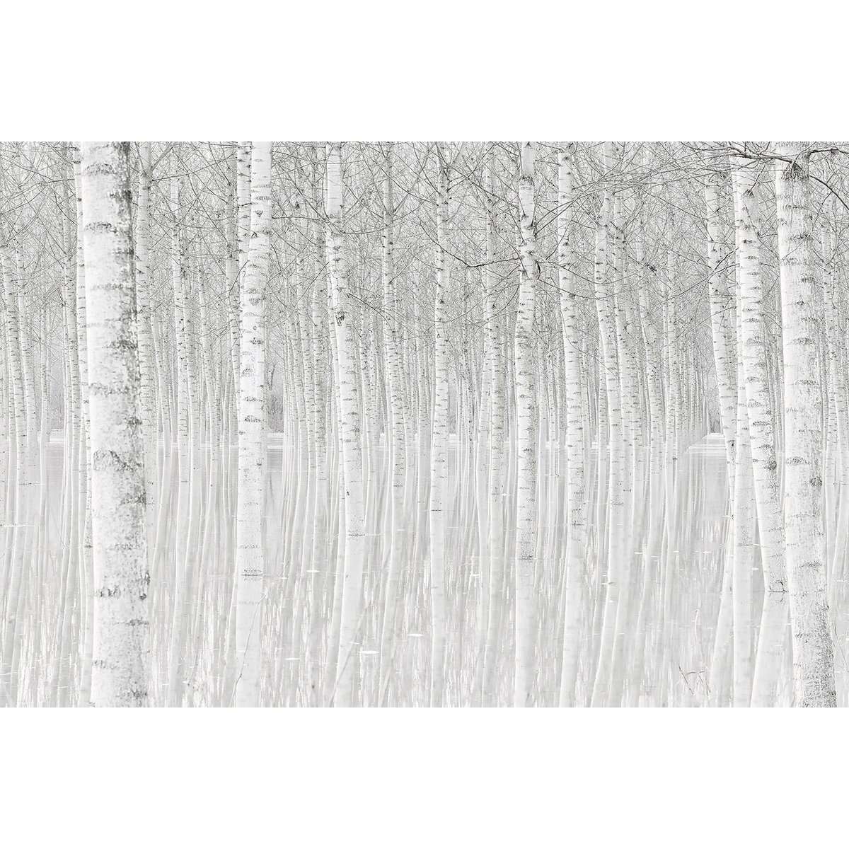 Tableau nature perspective trees tableau alu dibond, HEXOA
