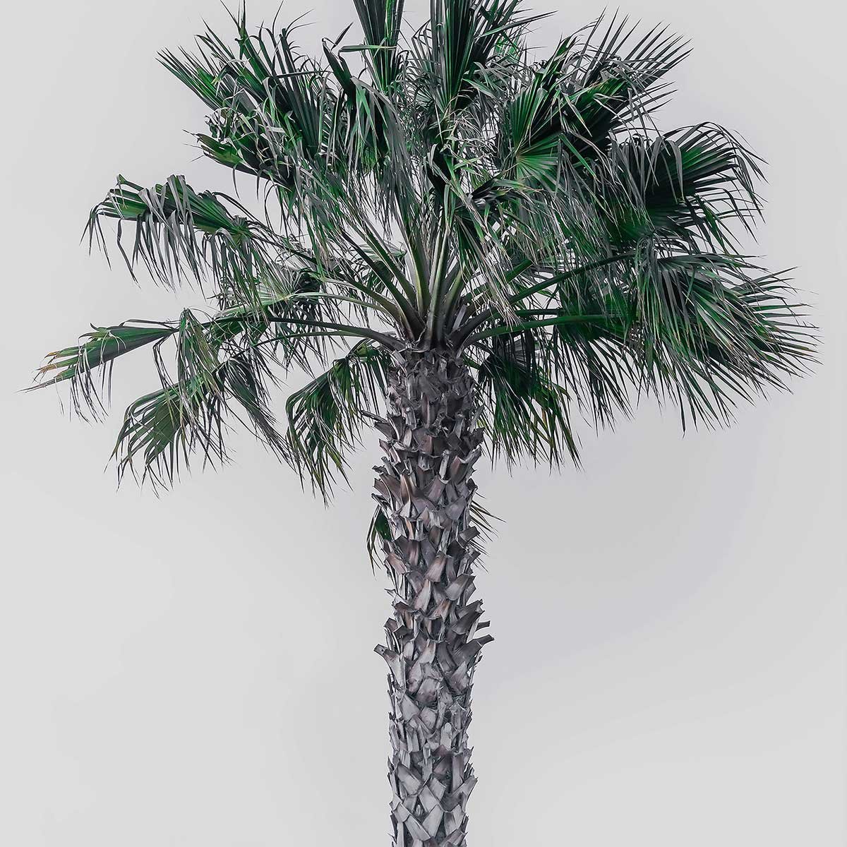 Tableau coconut palm tableau alu dibond, HEXOA