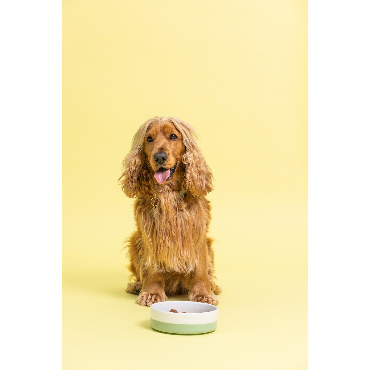 Set of 2 18cm Colour Dip Pet Bowl with Bone cream, MASON CASH