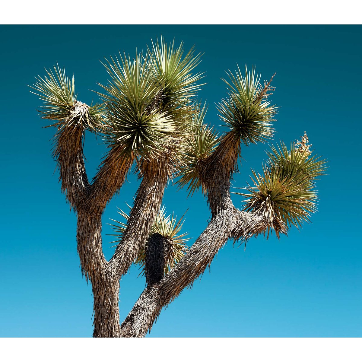 Papier peint jungle cactus geant intissé, HEXOA