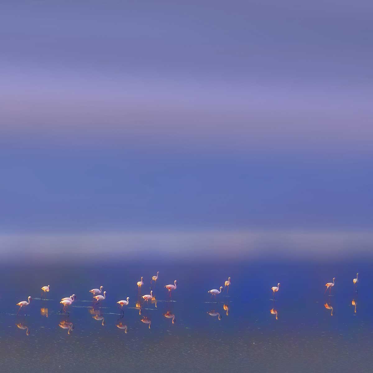 Tableau Flamants Tôt le matin tableau alu dibond, HEXOA