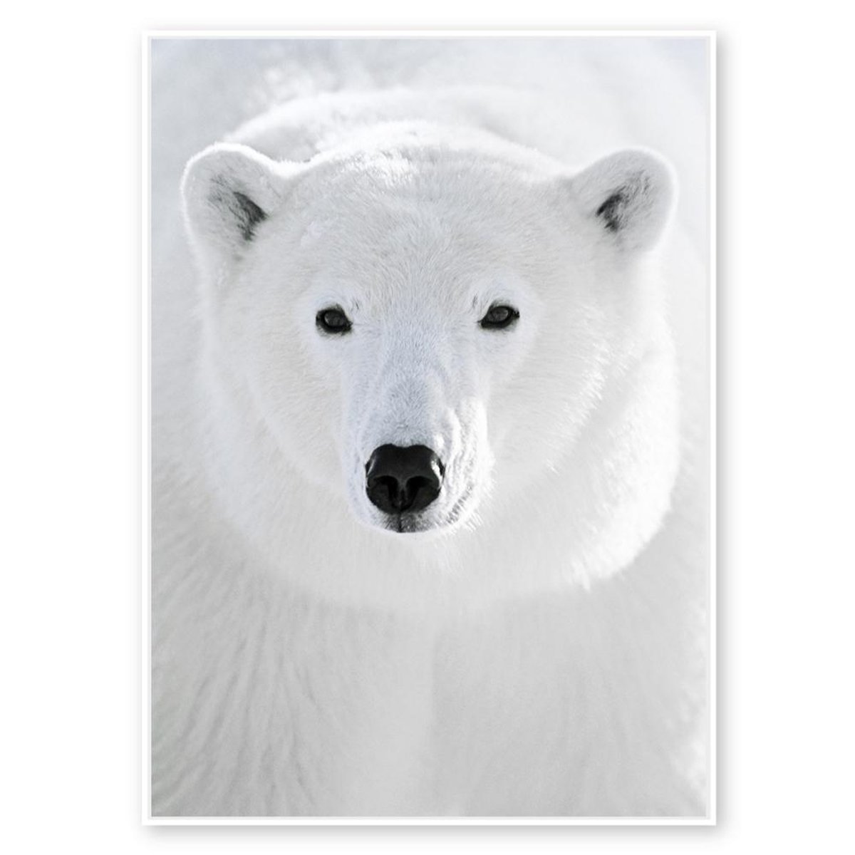 Toile ours polaire 60x80 cm blanc, AMADEUS