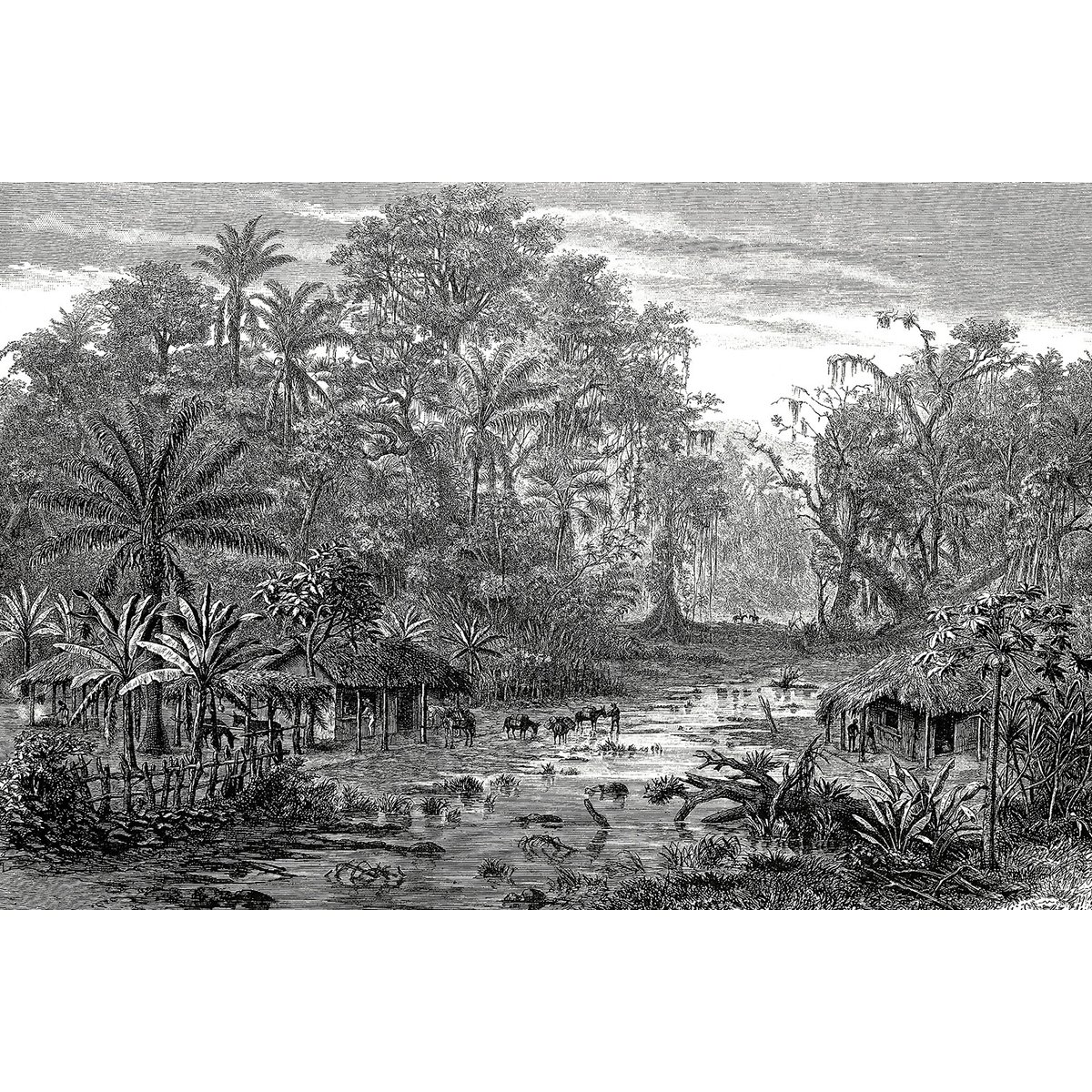 Tableau gravure forêt de mangroves tableau alu dibond, HEXOA