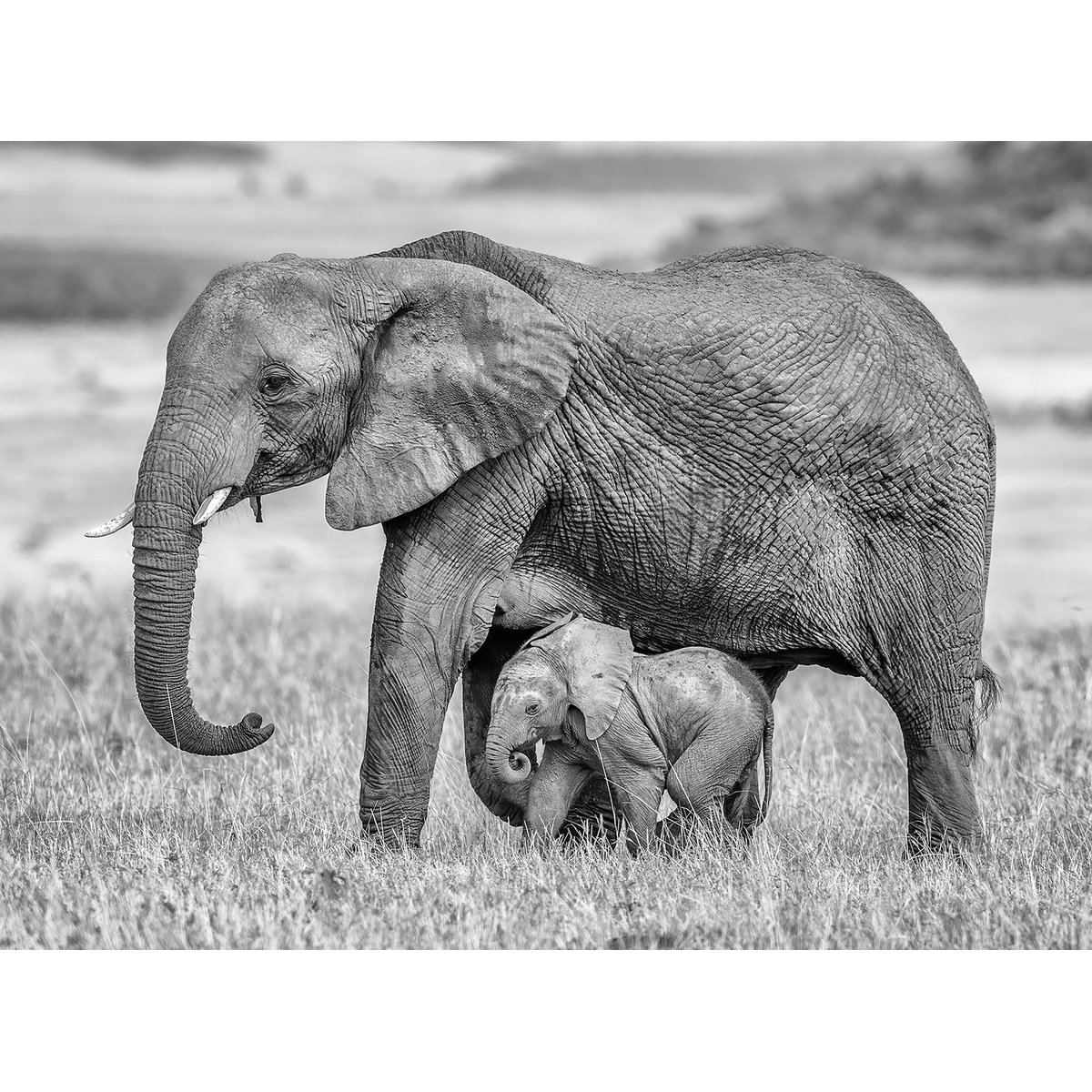 Papier peint éléphant et son petit intissé, HEXOA