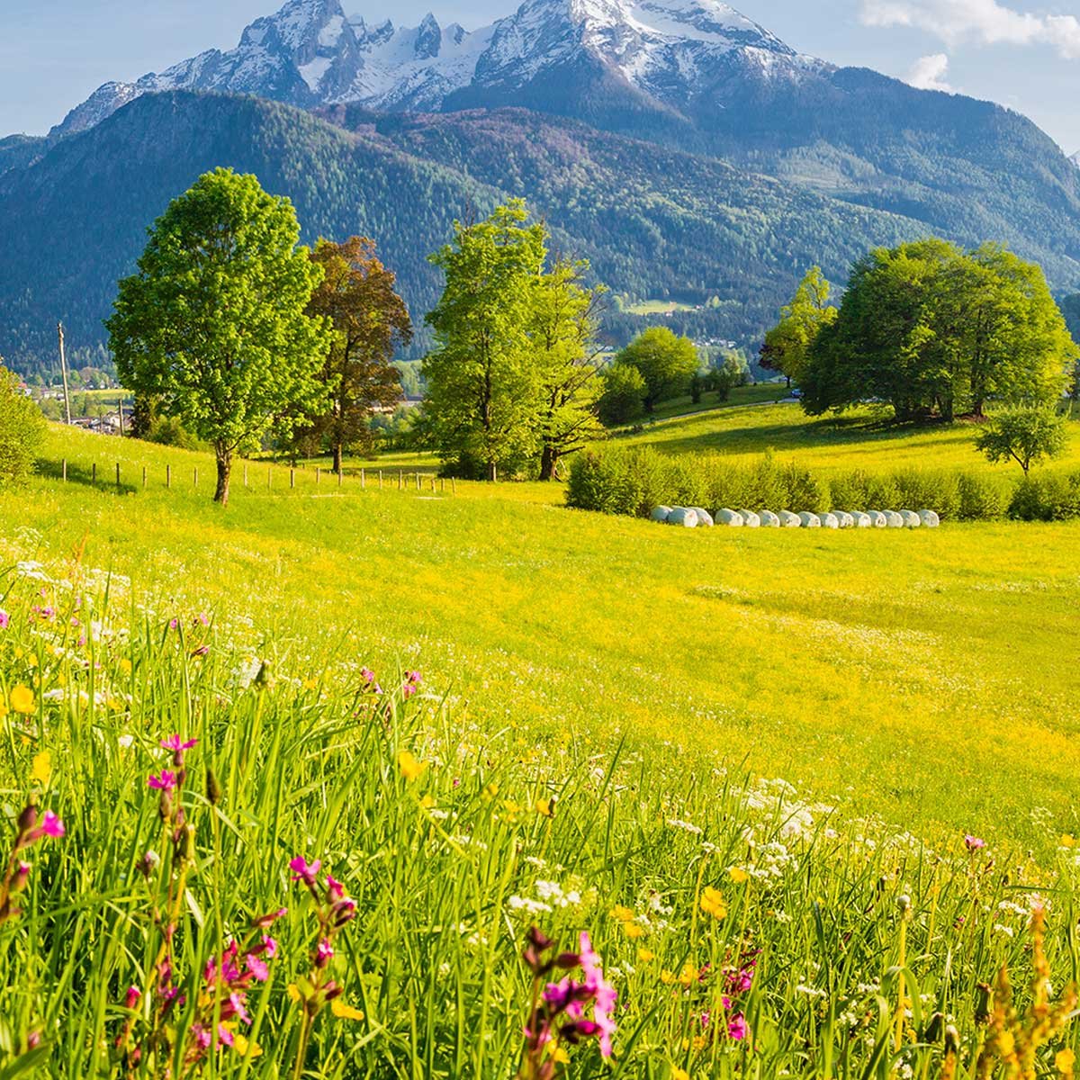 Tableau panoramique prairie alpine fleurs et montagnes toile imprimée, HEXOA