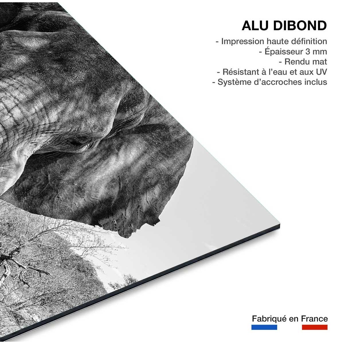 Tableau éléphant d'afrique tableau alu dibond, HEXOA