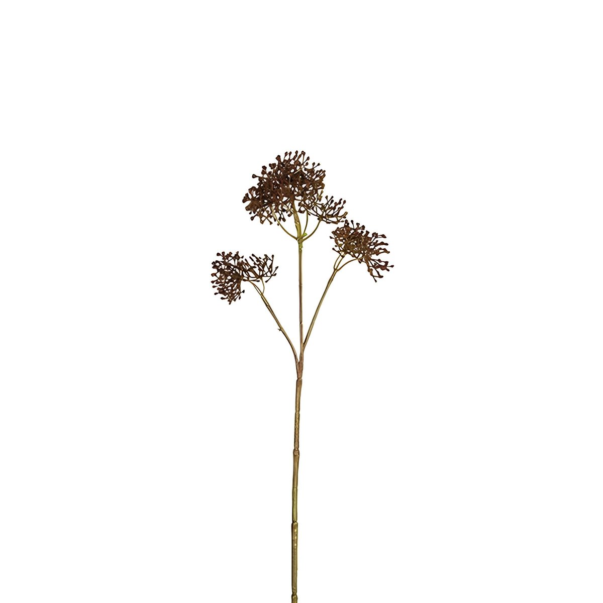 Tige de skimmia artificielle H40 marron, SIA DECO