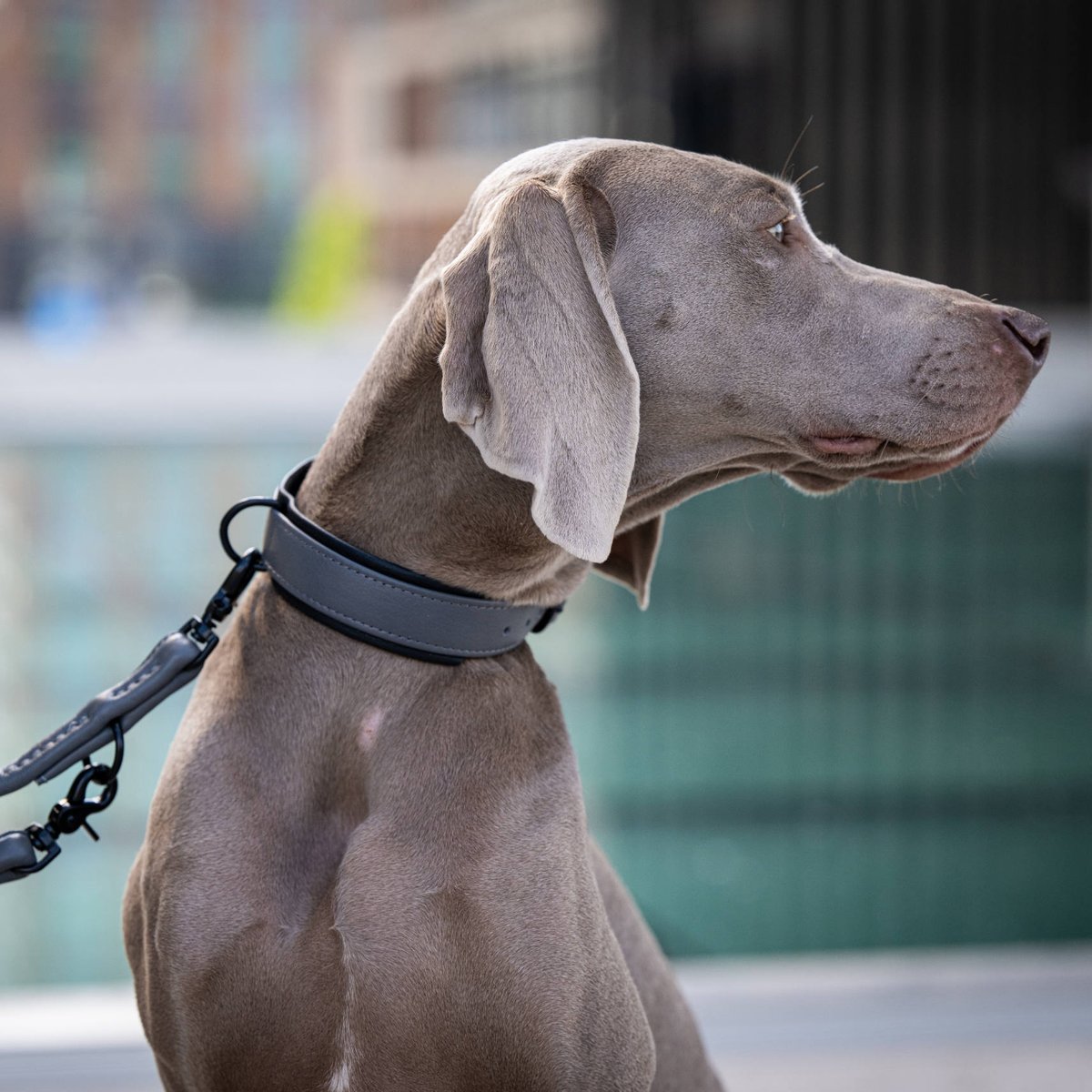 Collier chien en cuir AMICI gris, LABONI