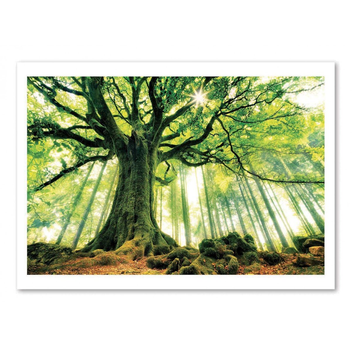 Affiche d'art - Ponthus' Beech - Christophe. Kiciak affiche d'art, WALL EDITIONS