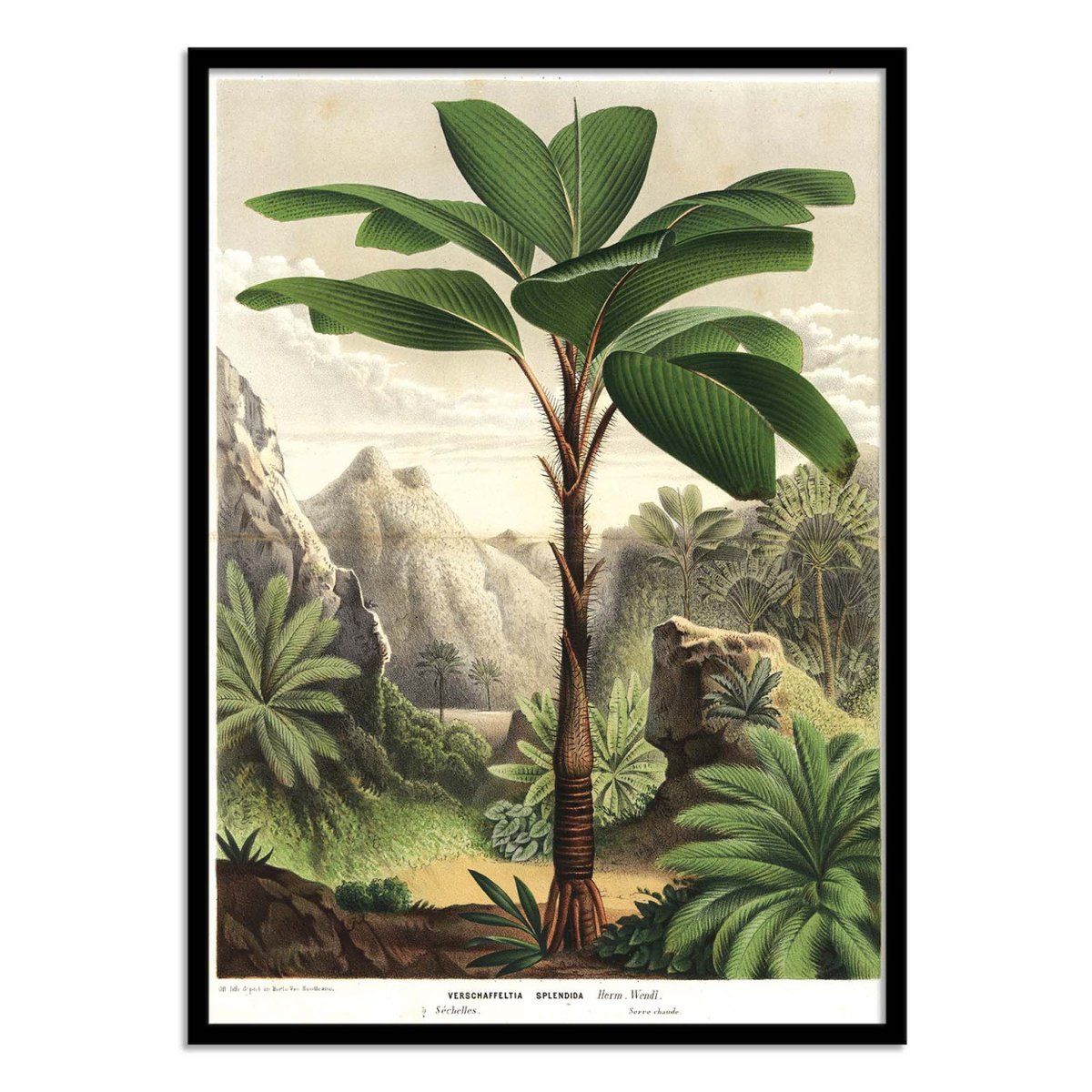 Affiche d'art - Seychelles Stilt Palm 1862 - Florilegius couleur unique, WALL EDITIONS