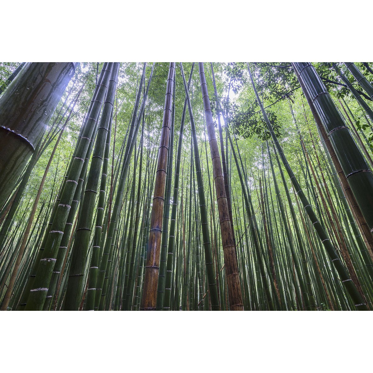 Tableau zen Bambous Geants tableau alu dibond, HEXOA