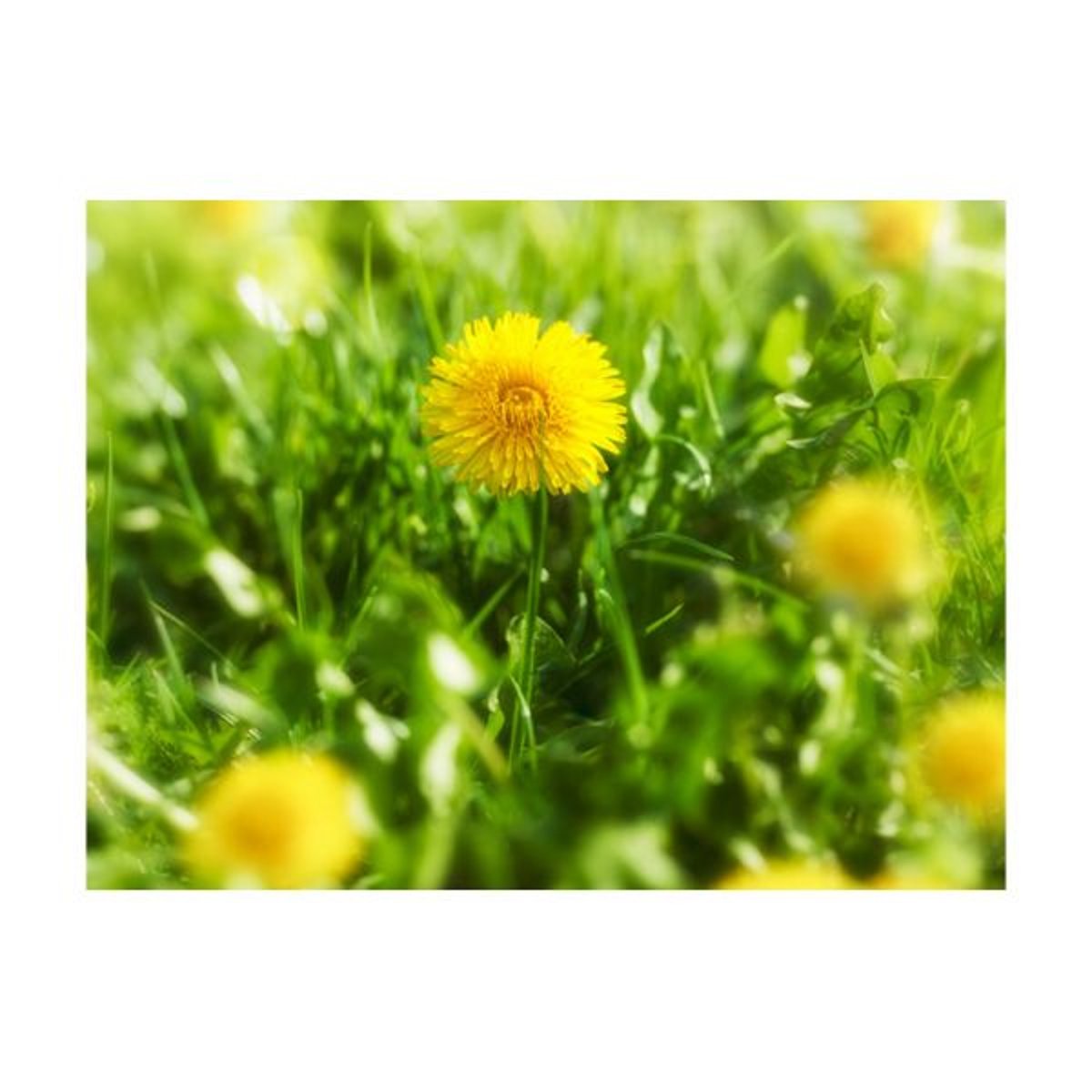 Papier peint intissé panoramique Fleurs Printemps - fleurs jaunes de pissenlit vert, EDEN
