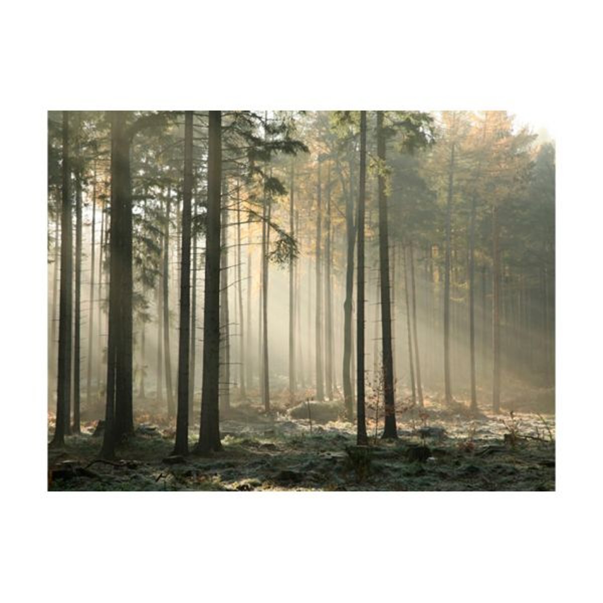 Papier peint intissé panoramique Paysage Foggy November morning gris / argent, EDEN