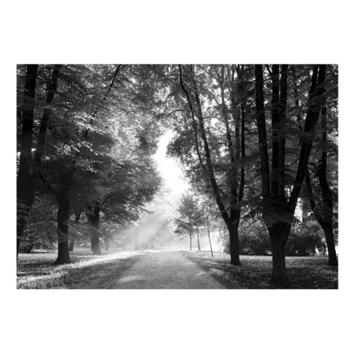 Papier peint intissé panoramique Paysage Path of Memories noir, EDEN