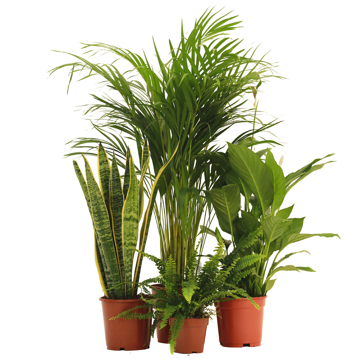 Planta anti-humidade (conjunto 4), BIOMA verde, BIOMA PLANTS