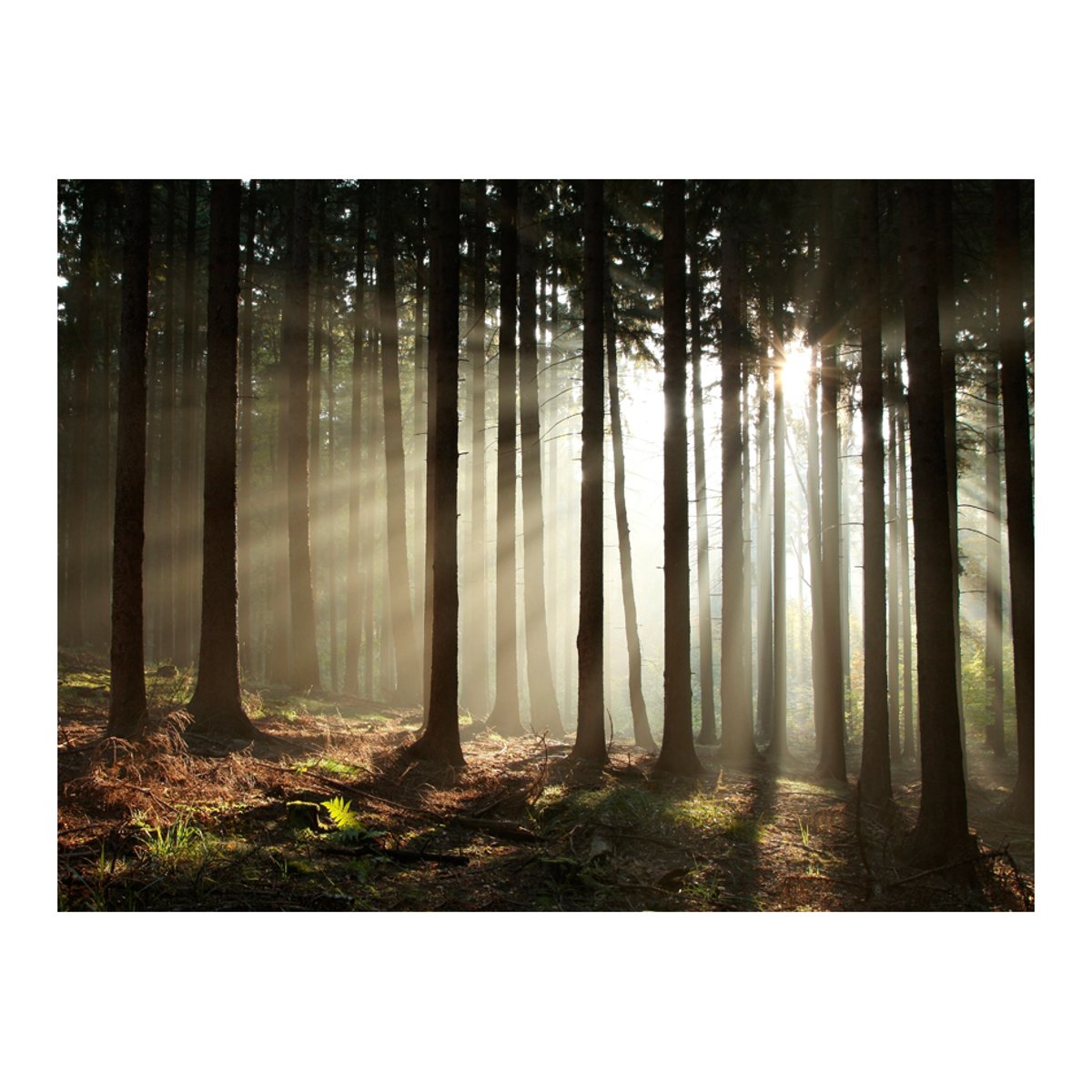Papier peint intissé panoramique Paysage Forêt dans le brouillard du matin vert, EDEN