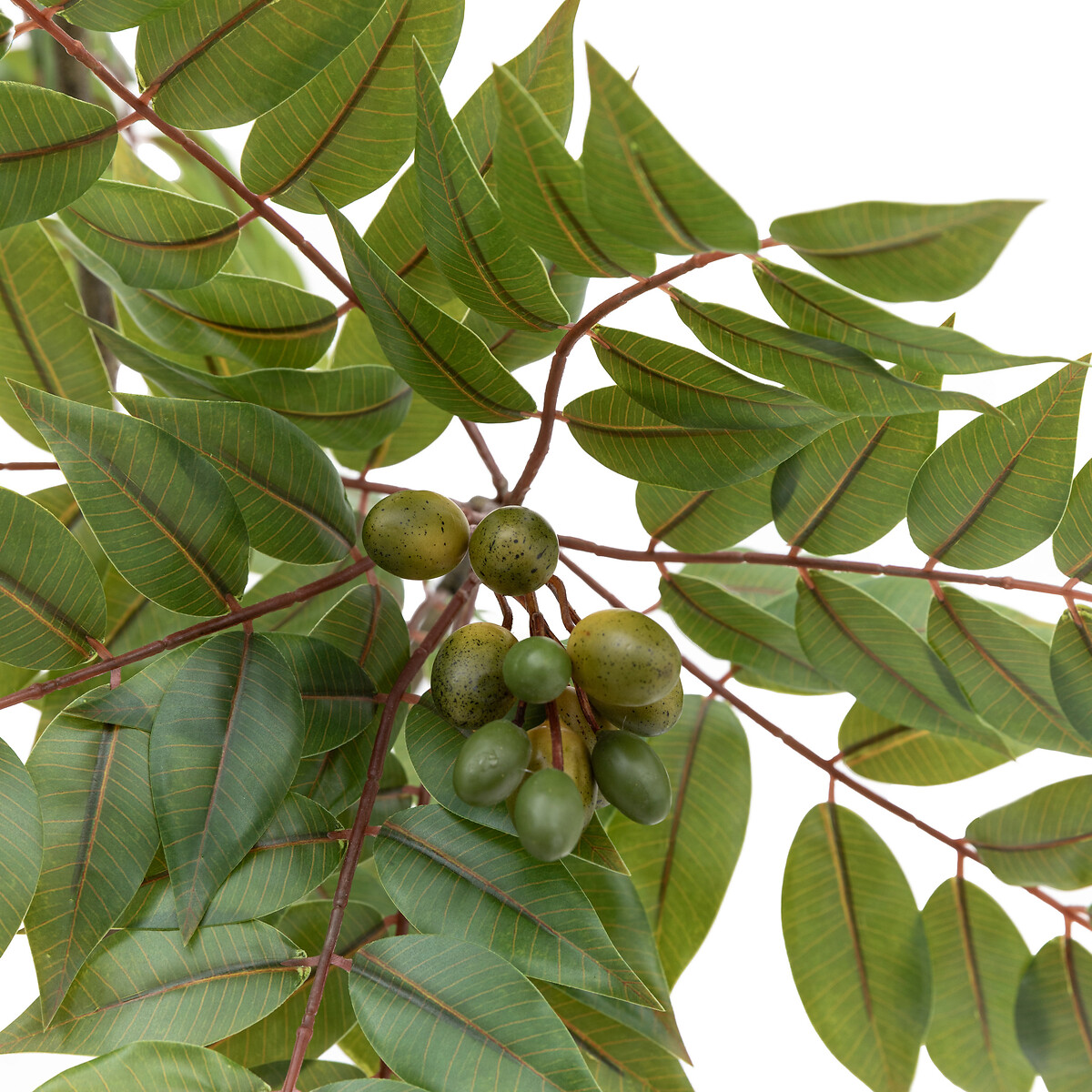 3ft Potted Chinese White Olive Tree dark green/light green, ÉDITÉ