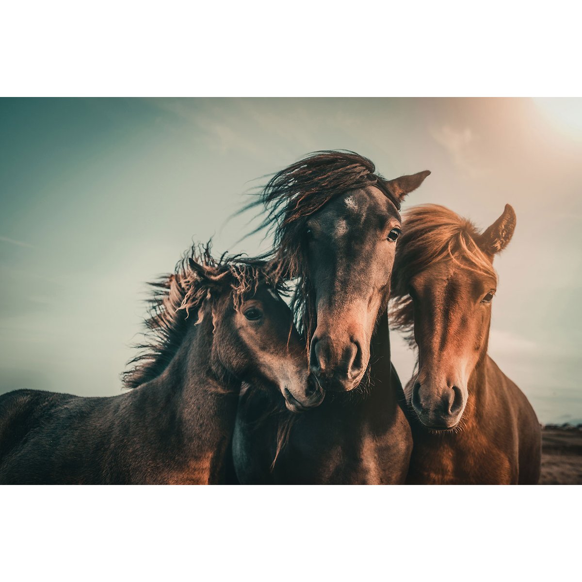 Tableau chevaux horse family tableau alu dibond, HEXOA