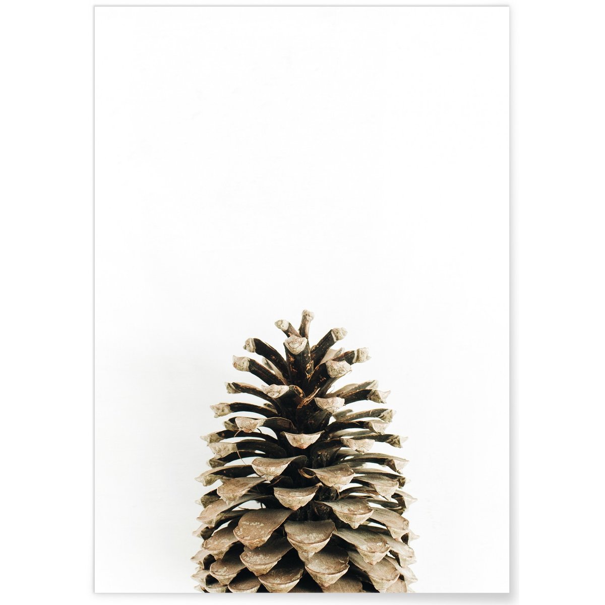 Poster Pomme de pin blanc, L'AFFICHERIE