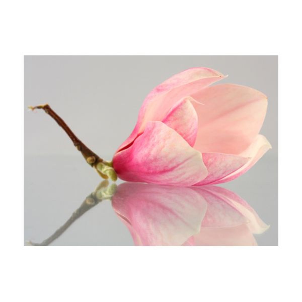 Papier peint intissé panoramique Fleurs Fleur de magnolia solitaire multicouleur, EDEN