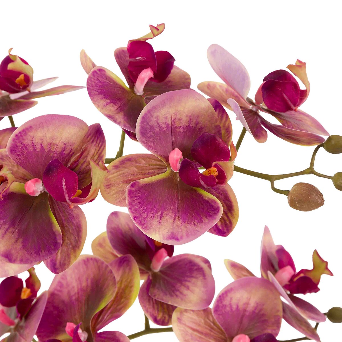 Orchid in Moss Ceramic Dot Pot brown , ÉDITÉ
