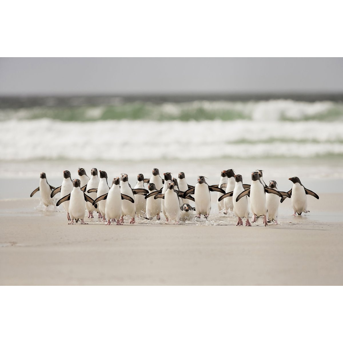 Tableau animaux pingouins tableau alu dibond, HEXOA