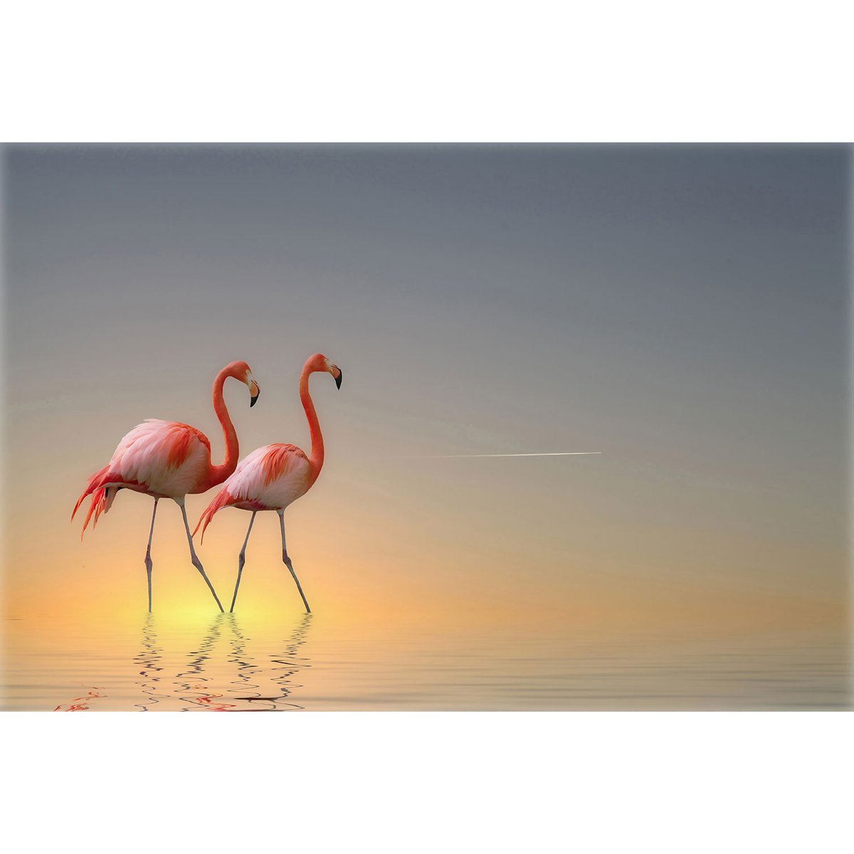 Tableau animaux flamands bleus tableau alu dibond, HEXOA