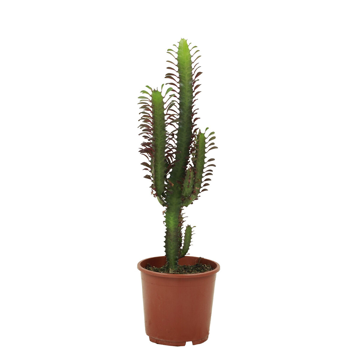 Planta Euphorbia trigona, BIOMA verde, BIOMA PLANTS
