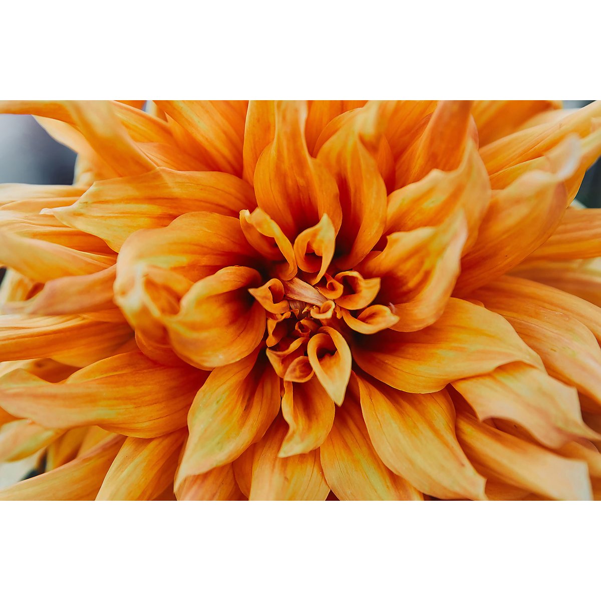 Tableau Tableau fleurs coeur de chrysanthème tableau alu dibond, HEXOA