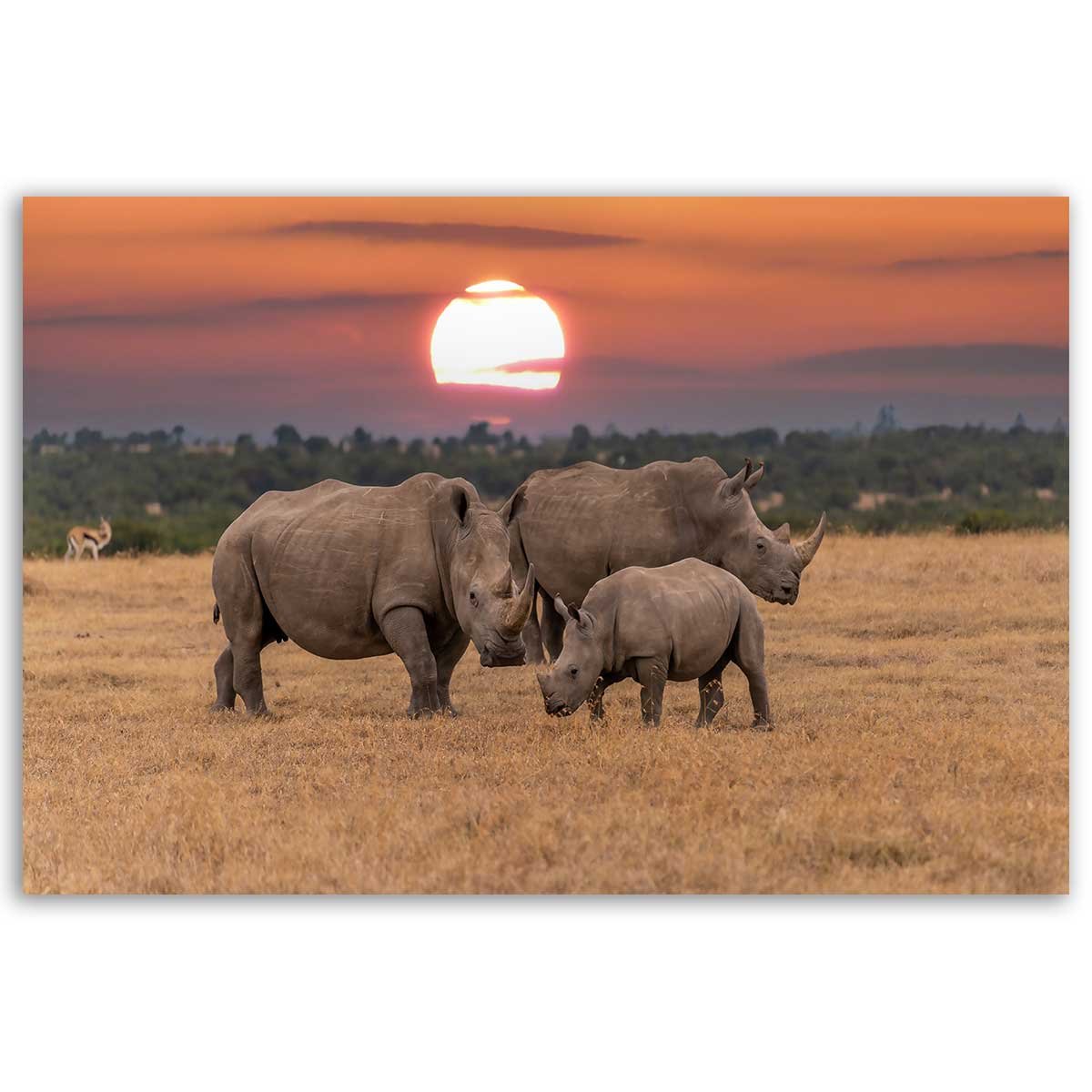 Tableau rhinocéros en famille au coucher du soleil toile imprimée, HEXOA