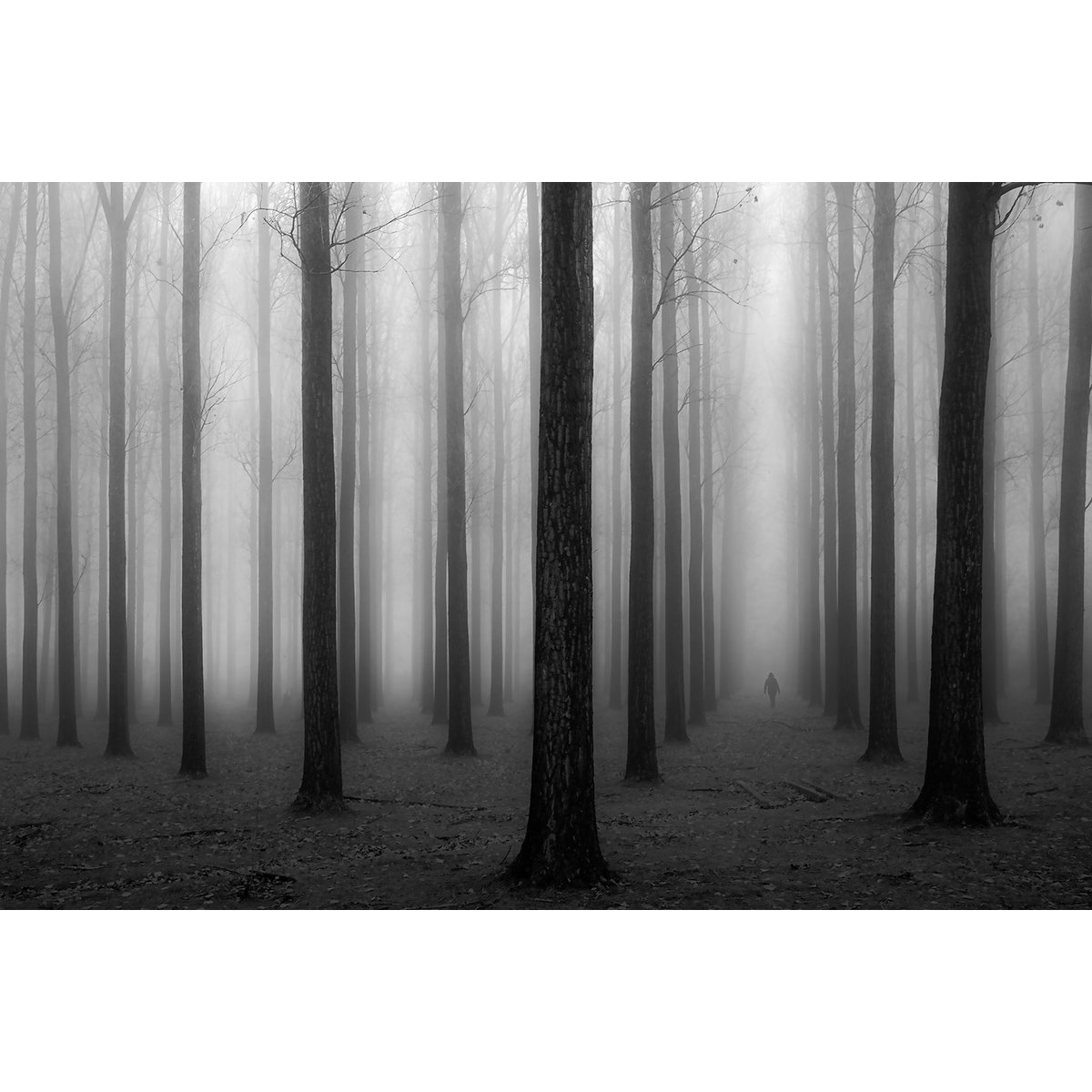 Tableau nature foggy weather tableau alu dibond, HEXOA