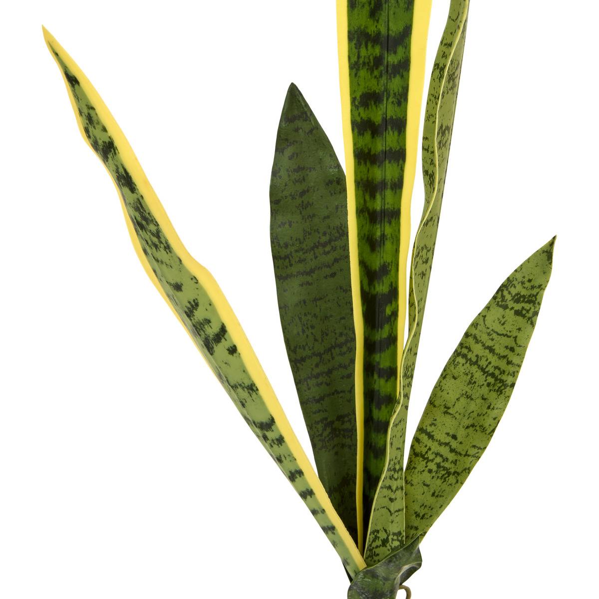 Tige de sansevieria NIPPO vert, ATMOSPHERA