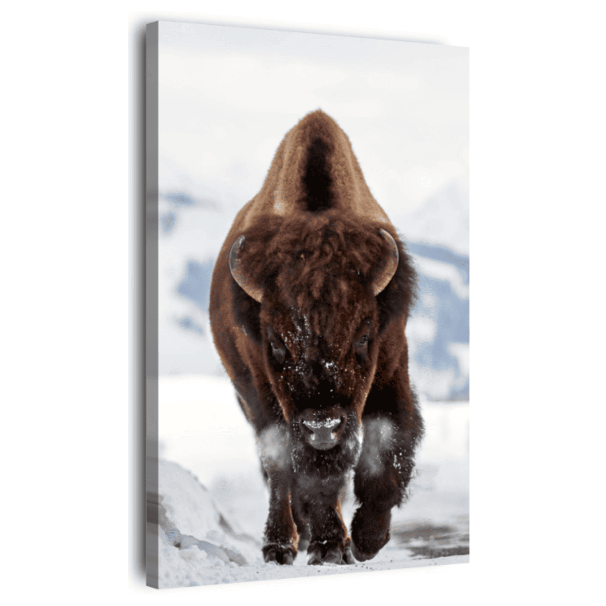 Tableau Mural Bison ANIMAUX tableau en verre synthétique, CEANOTHE