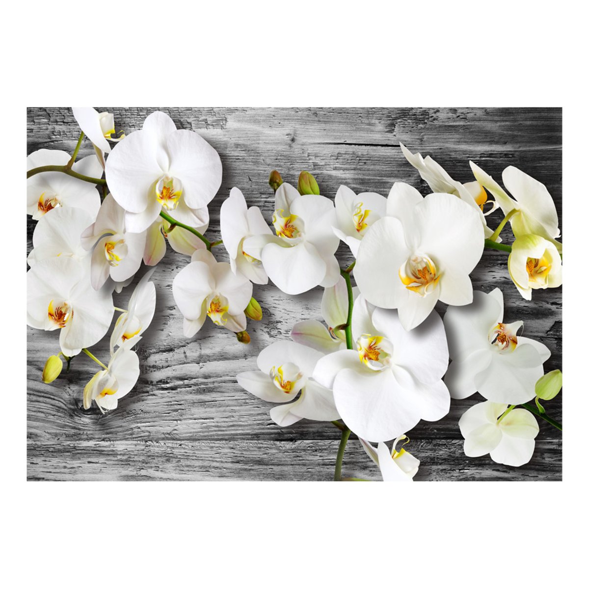 Papier peint intissé panoramique Fleurs Callous orchids III gris / argent, EDEN