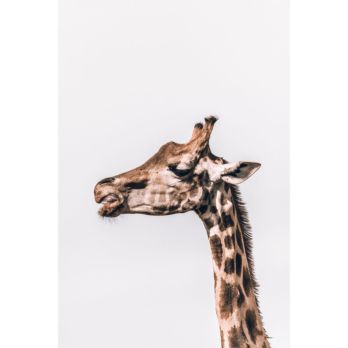 Tableau animaux prendre de la hauteur tableau alu dibond, HEXOA
