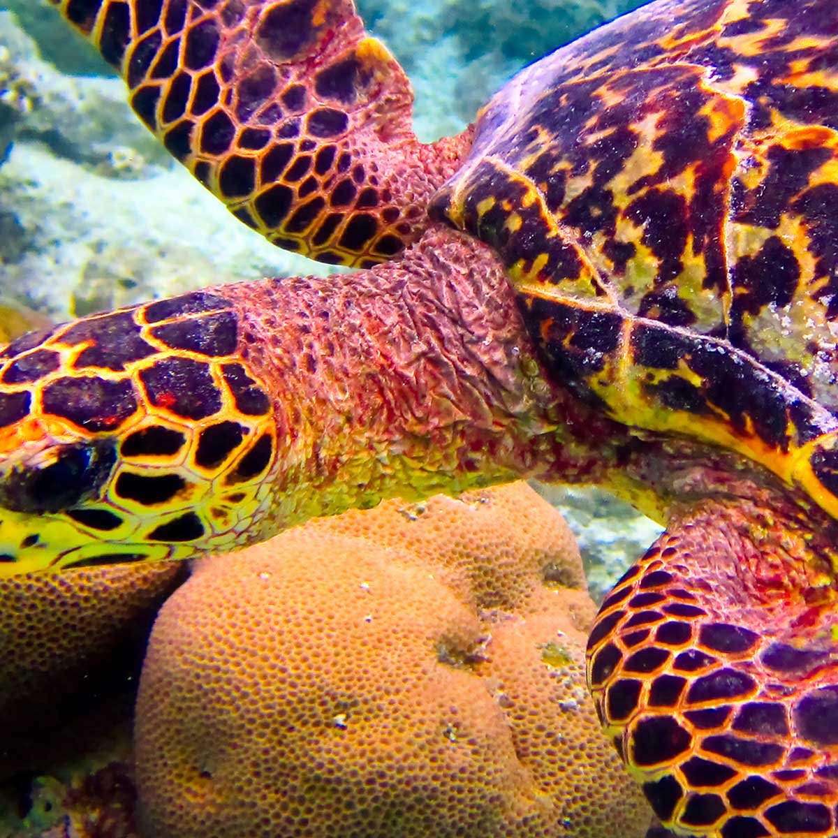 Affiche encadrée tortue marine sous l’eau affiche + cadre en métal - noir, HEXOA