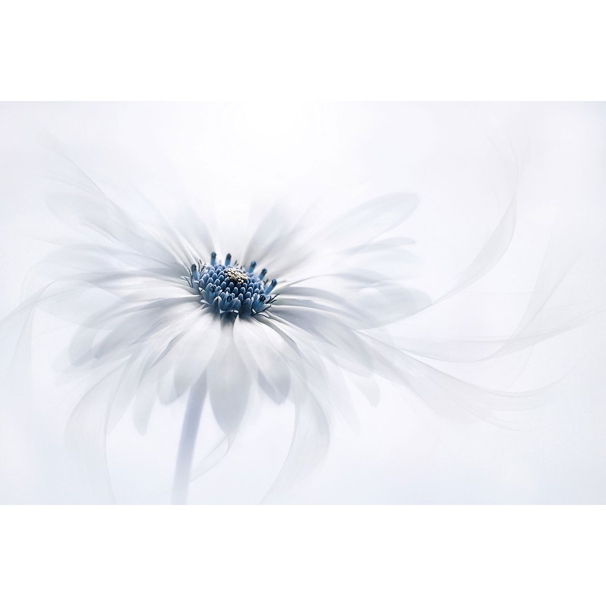 Tableau fleurs serenity tableau alu dibond, HEXOA