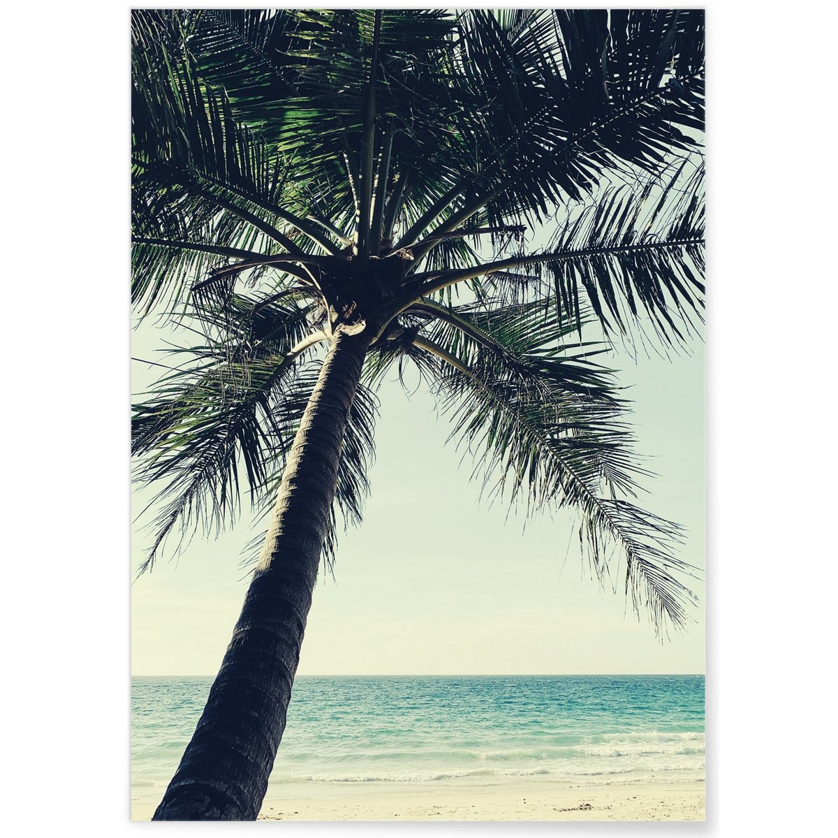 Poster Nature Palmier plage blanc, L'AFFICHERIE