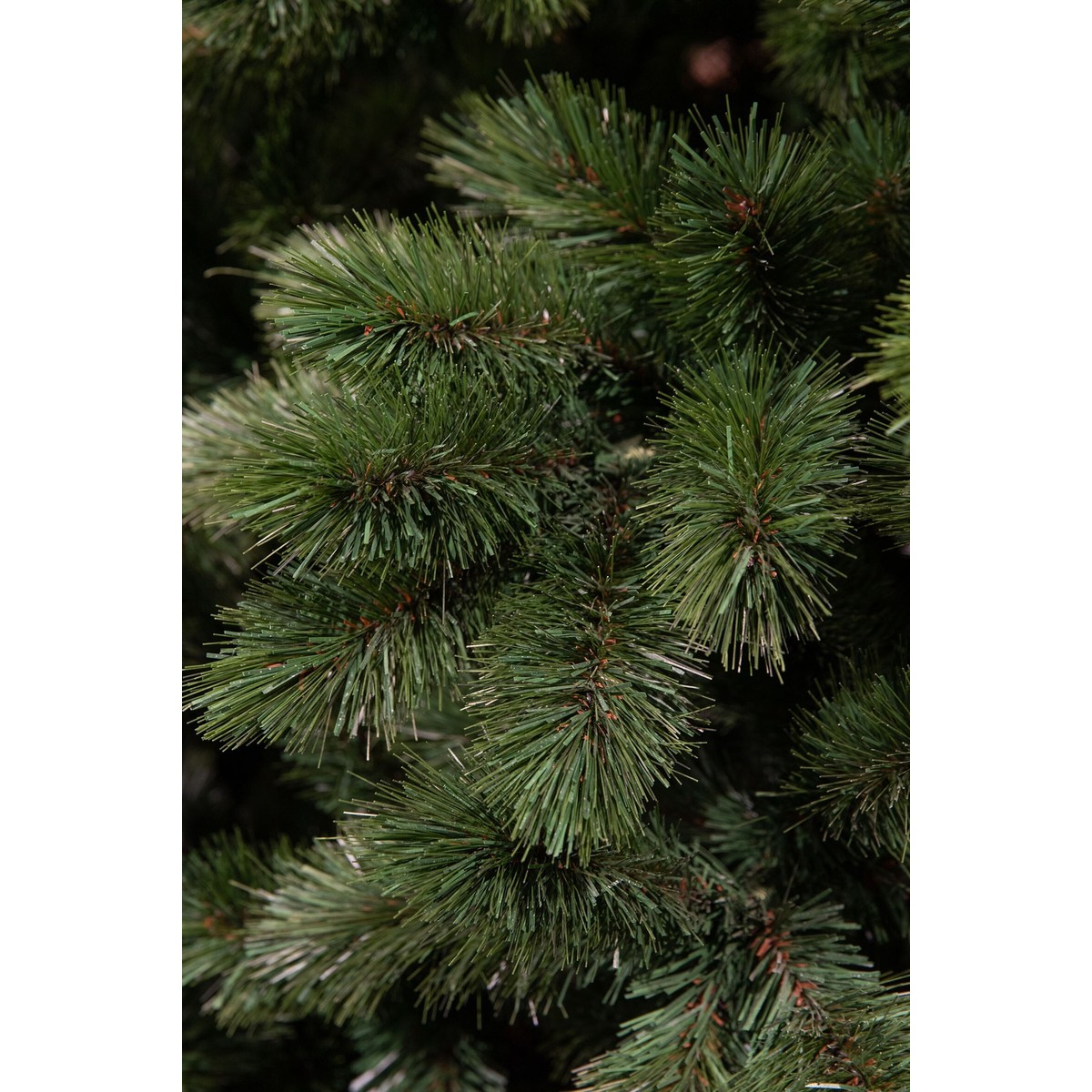 Couronne CAMDEN vert, TRIUMPH TREE