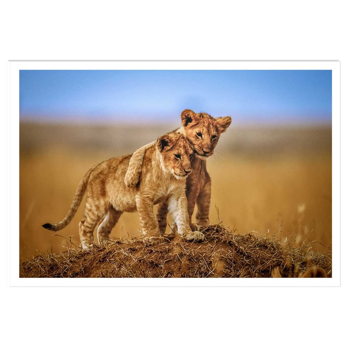 Affiche animaux brothers for the life affiche seule, HEXOA