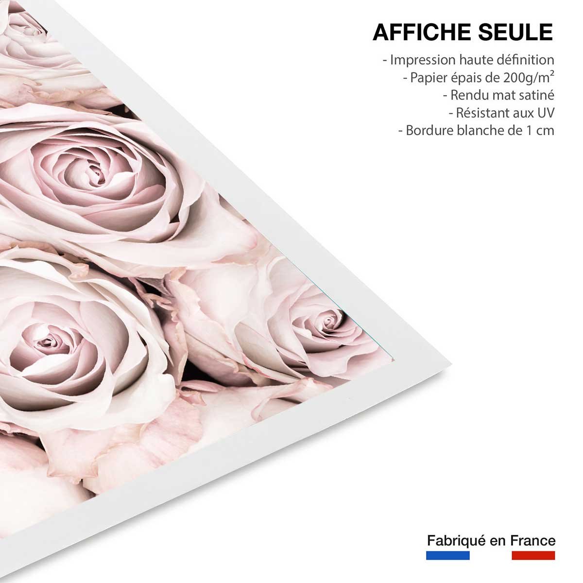 Affiche rosa alba affiche seule, HEXOA