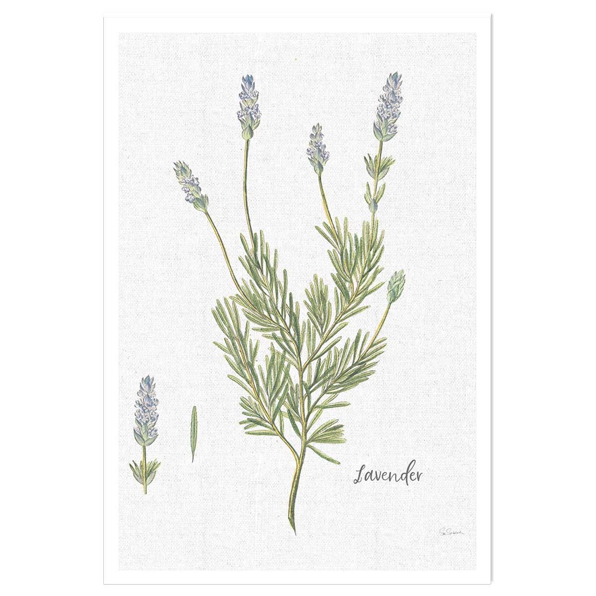 Affiche fleurs Lavande illustrée affiche seule, HEXOA