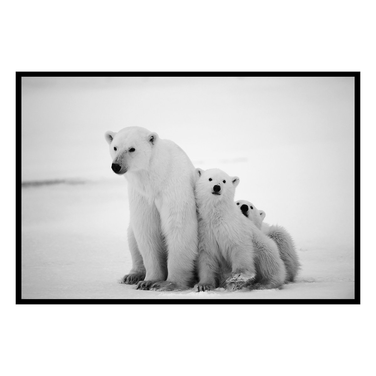 Affiche encadrée ours polaires en noir et blanc affiche + cadre en métal - noir, HEXOA