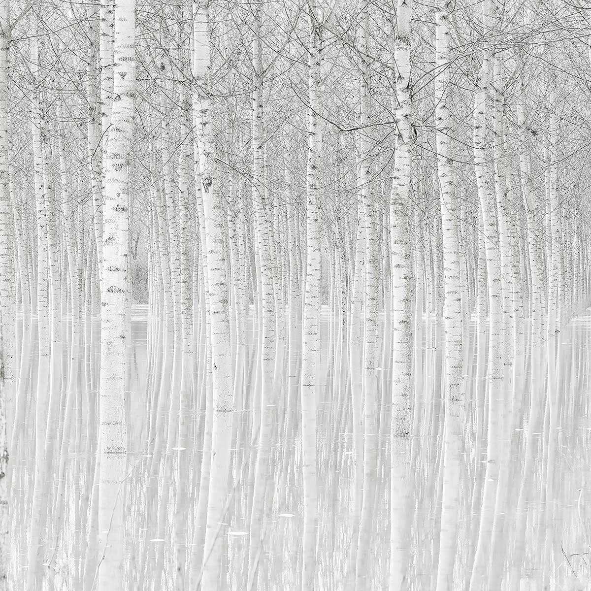 Tableau nature perspective trees tableau alu dibond, HEXOA