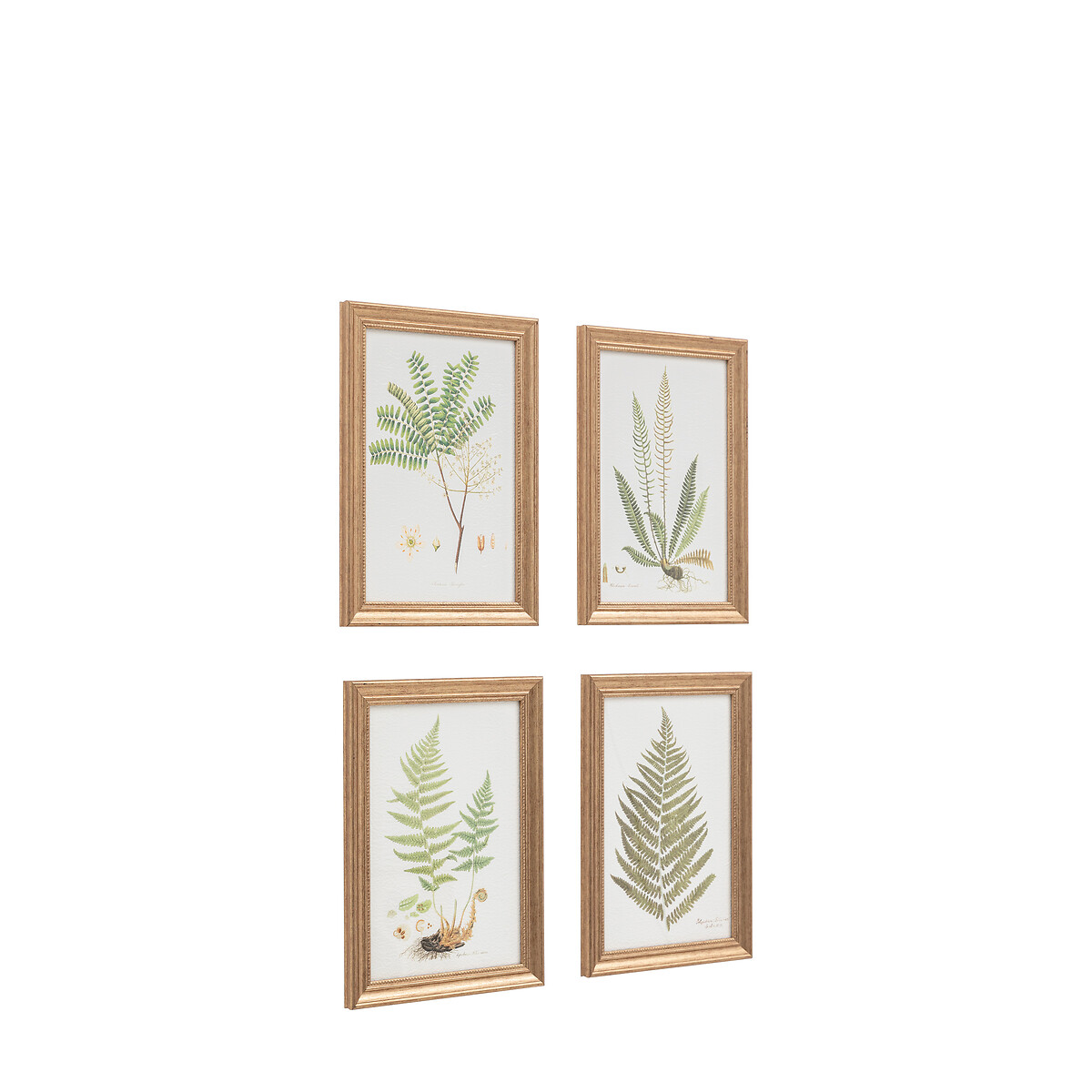 Set of 4 Assorted Ferns Framed Art green, ÉDITÉ